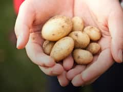 चाह कर भी बाजार रेट पर नहीं खरीद सकते ये आलू, एक किलो के लिए देना पड़ता है 50 हजार रुपये