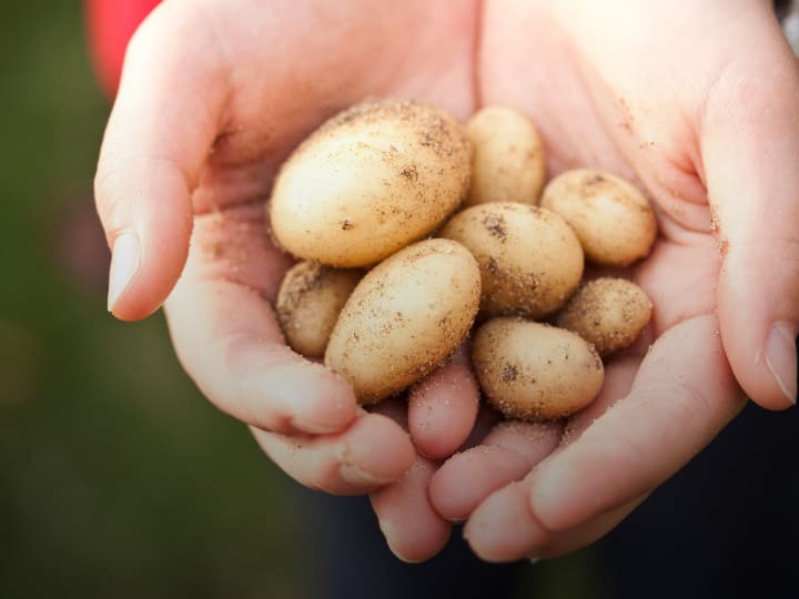 आज जिस आलू की बात हम कर रहे हैं, उसे Le Bonate आलू कहा जाता है. इस आलू को एक किलो खरीदने के लिए आपको तकरीबन 50 हजार रुपये देने होंगे.