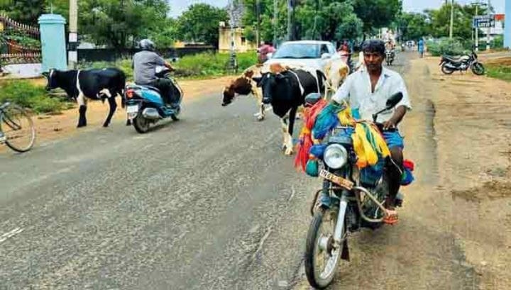 திருச்சி மாநகராட்சியில் கால்நடைகள் பிடிக்க விடப்பட்ட டெண்டர் ரத்து - மேயர் அன்பழகன் அறிவிப்பு