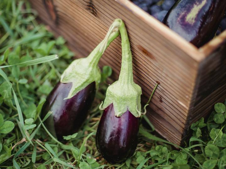 Brinjal cultivation makes farmers richer know full process in details बैंगन की खेती बना देगी किसानों को अमीर, सिर्फ करना होगा ये काम