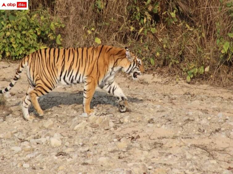 fake information spreaded thorugh social media on tiger migration  Tiger Fear: అదుగో పులి అంటే ఇదిగో తోక! - పులి కంటే పుకారే ప్రమాదం, బీ అలర్ట్
