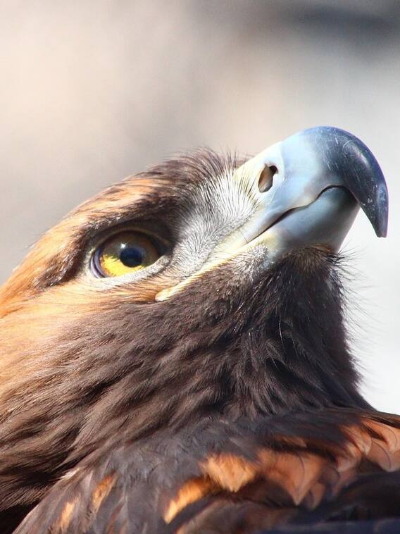 दुनिया का इकलौता अस्पताल, जहां होता है पंख वाले मरीज का इलाज