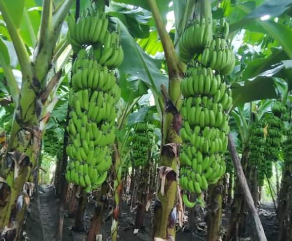 केळी उत्पादक शेतकऱ्यांना योजनेत सहभाग घेण्यासाठी 3 नोव्हेंबर 2023 पर्यंत मुदतवाढ दिलेली आहे.