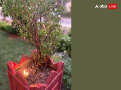 Tulsi puja 2023: कार्तिक मास में तुलसी पूजा और दिया जलाने का है विशेष महत्व, लक्ष्मी जी होती हैं प्रसन्न