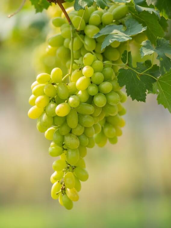 अंगूर खाने से मिलते हैं शरीर को ये फायदे