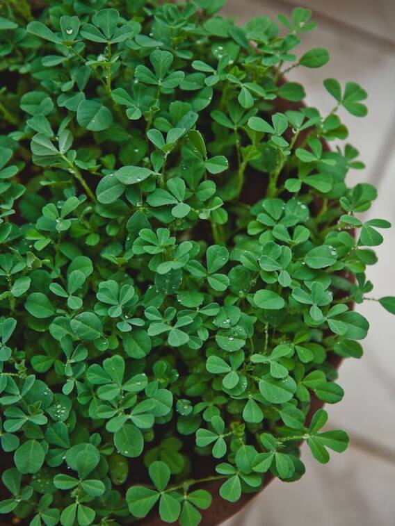 सर्दियों में सबसे ज्यादा बिकने वाले ये पत्ते बेहद फायदेमंद हैं