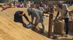 Paddy: ਅੰਮ੍ਰਿਤਸਰ ਜਿਲ੍ਹੇ ਦੀਆਂ ਮੰਡੀਆਂ ਵਿਚ ਝੋਨੇ ਦੀ ਖਰੀਦ  6 ਲੱਖ ਮੀਟਰਿਕ ਟਨ ਦਾ ਅੰਕੜਾ ਪਾਰ