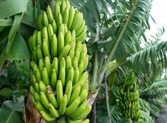 फळ पीकविमा योजनेचा कालावधी वाढवला