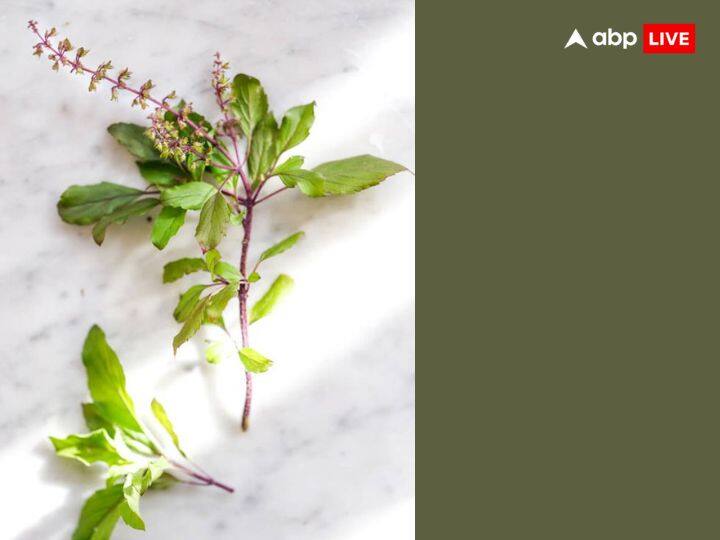 तुलासी का पेड़ अगर आपके घर में हैं तो माना जाता है कि आपके घर में मां लक्ष्मी जी का वास है. कार्तिक मास में तुलसी जी की विशेष आराधना की जाती है. इस मास में कार्तिक पूर्णिमा के दिन तुलसी पूजन करने से देवी लक्ष्मी भी प्रसन्न होती है.