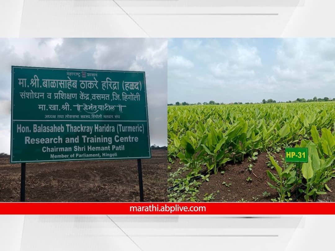 hingoli vasmat balasaheb thackeray haridra turmeric research and training center marathwada maharashtra news Hingoli : मराठवाड्यात हळदीची सुवर्णक्रांती, हिंगोलीतील हळद संशोधन केंद्रामुळे शेतकऱ्यांचे भाग्य बदलणार