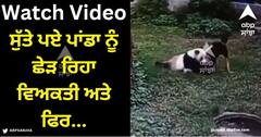 Viral Video: ਸੁੱਤੇ ਪਏ ਪਾਂਡਾ ਨੂੰ ਛੇੜ ਰਿਹਾ ਵਿਅਕਤੀ, ਪਾਂਡੇ ਨੇ ਲੱਤ ਫੜ ਕੇ ਸੁੱਟਿਆ ਅਤੇ ਫਿਰ...