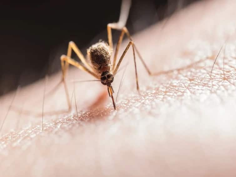 Bengaluru News Zika Virus Found In Mosquito in Bengaluru, Fever Cases Being Analysed బెంగళూరులో జికా వైరస్ కలకలం, అలెర్ట్ అయిన అధికారులు