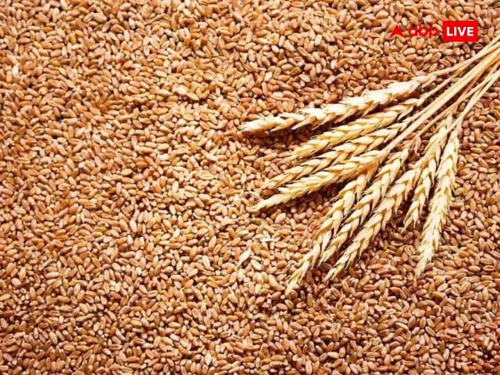 agriculture news Increase in wheat prices, central government big decision to keep prices under control marathi news गव्हाच्या किंमतीत वाढ, दर नियंत्रीत ठेवण्यासाठी केंद्र सरकारनं घेतला 'हा' निर्णय