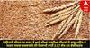 Wheat Price Hike : ਤਿਉਹਾਰੀ ਸੀਜ਼ਨ 'ਚ ਕਣਕ ਤੇ ਆਟੇ ਦੀਆਂ ਵਧਦੀਆਂ ਕੀਮਤਾਂ 'ਤੇ ਕਾਬੂ ਪਾਉਣ ਦੇ ਯਤਨਾਂ ਸਦਕਾ ਸਰਕਾਰ ਨੇ ਈ-ਨਿਲਾਮੀ ਰਾਹੀਂ 2.87 ਲੱਖ ਟਨ ਵੇਚੀ ਕਣਕ