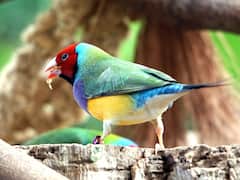 पाकिस्तान में लव बर्ड्स का बढ़ा क्रेज, 30 लाख तक बिक रहीं चिड़िया