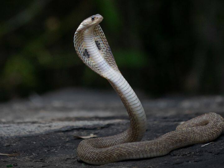सांप के जहर का इस्तेमाल उसी जहर को मारने के लिए तैयार किए जाने वाले दवा के रूप में भी किया जाता है.