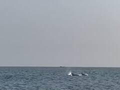 Sindhudurg News : तळकोकणच्या किनाऱ्यालगत 'किलर व्हेल' प्राण्याचे दर्शन, मच्छिमार आणि पर्यटकांमध्ये कुतूहल