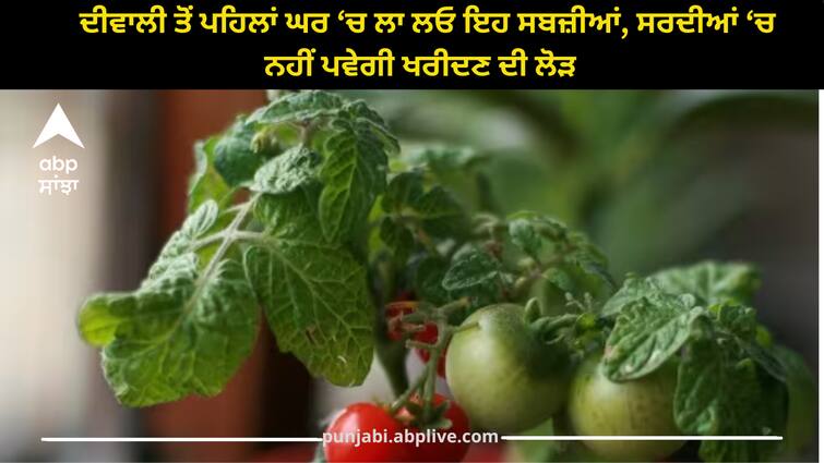 cultivate-these-vegetables-at-home-you-can-use-in-winter-season Vegetables: ਦੀਵਾਲੀ ਤੋਂ ਪਹਿਲਾਂ ਘਰ ‘ਚ ਲਾ ਲਓ ਇਹ ਸਬਜ਼ੀਆਂ, ਸਰਦੀਆਂ ‘ਚ ਨਹੀਂ ਪਵੇਗੀ ਖਰੀਦਣ ਦੀ ਲੋੜ