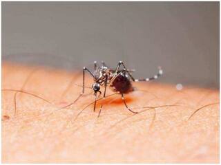 Zika Virus : झिका व्हायरसने पुन्हा डोकं वर काढलं, बंगळुरूत आरोग्य विभाग अलर्ट मोडवर; लक्षणं आणि उपाय काय?
