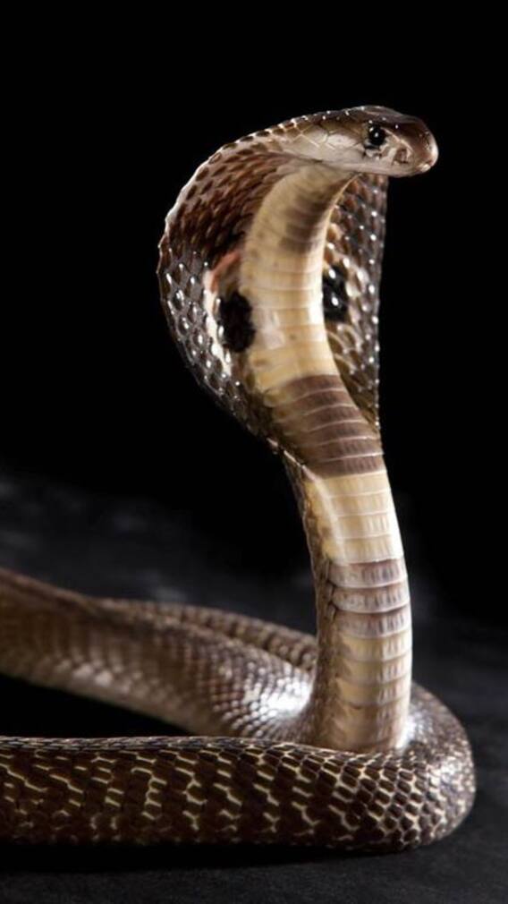 ਜ਼ਹਿਰੀਲੇ ਸੱਪਾਂ ਨਾਲ ਖੇਡਦੇ ਨੇ ਇਸ ਕਬੀਲੇ ਦੇ ਲੋਕ, ਜਾਣੋ ਭਾਰਤ ਵਿੱਚ ਕਿੱਥੇ ਹੈ ਵਸੇਰਾ ?