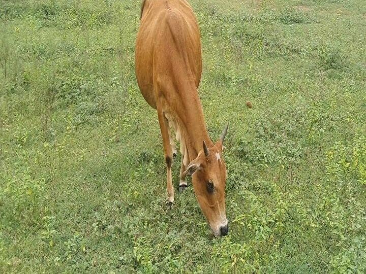 Kanchipuram District, Animal Husbandry Department vaccination work will be held, District Collector Kalachelvi Mohan informed மாடு வளர்ப்போர் கவனத்திற்கு, தயவு செய்து இதை செய்யுங்க..  இலவசமாக தடுப்பூசி அறிவித்த ஆட்சியர்..