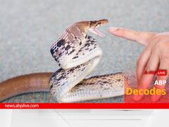 What Is Snake Venom Abuse? Addicts Using This 'Substance' To Stay High For Weeks, Say Studies