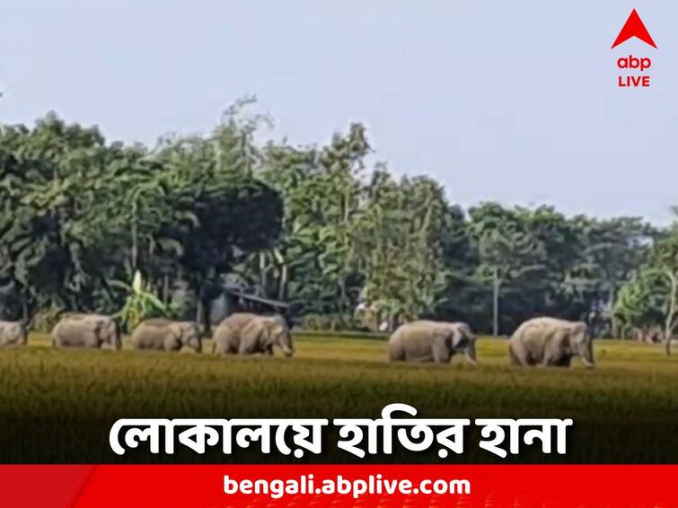 A herd of elephants ran wild, one injured in Shitalakuchi Coochbehar News: দাপিয়ে বেড়াল হাতির দল, শীতলকুচিতে আহত এক