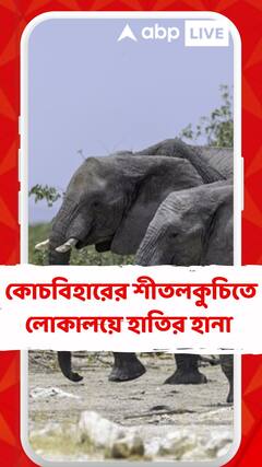 কোচবিহারের শীতলকুচিতে লোকালয়ে হাতির হানা