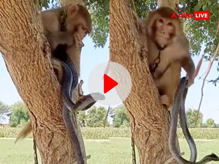 Monkey fight the cobra in a tree video went viral on social media people reacted Viral Video: पहले हाथ में उठाया फिर जोर से घुमाया और सांप की पुंछ घुमाने लगा बंदर, वीडियो देख अटक जाएगी सांसें