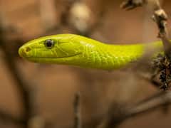 सांप का जहर सिर्फ नशे के लिए नहीं होता इस्तेमाल, बल्कि बड़े काम की चीज़ है, फायदे सुनकर सोच में पड़ जाएंगे