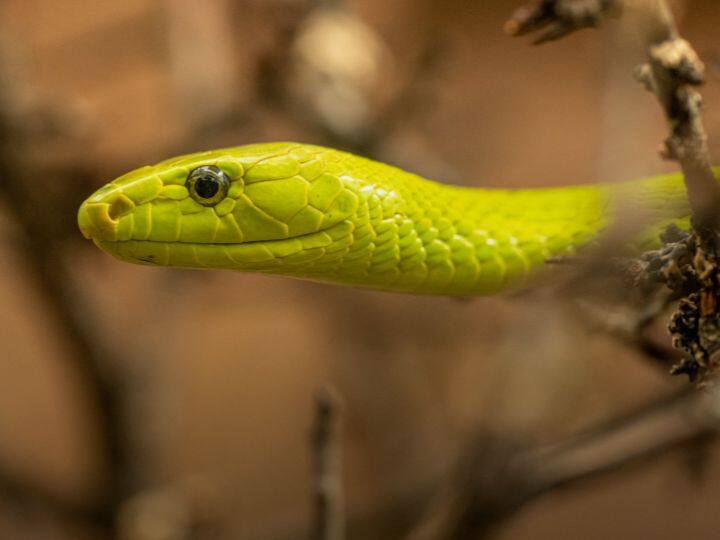 यह अलग-अलग बीमारियों के इलाज में भी काम आता है. नई दवाएं बनाने में इसका इस्तेमाल होता है.
