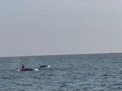 Sindhudurg News : तळकोकणच्या किनाऱ्यालगत 'किलर व्हेल' प्राण्याचे दर्शन, मच्छिमार आणि पर्यटकांमध्ये कुतूहल