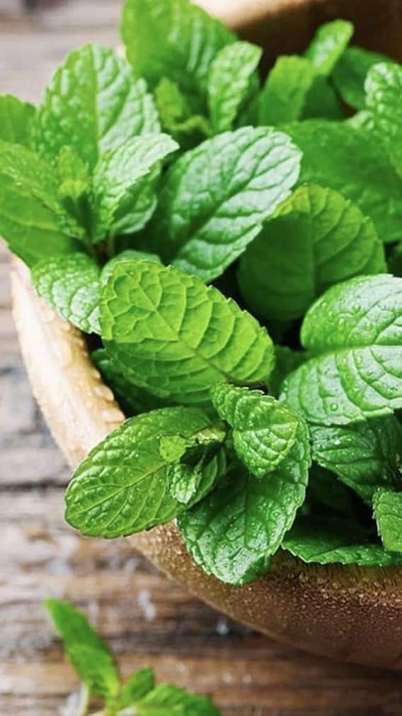 ਘਰ ‘ਚ ਕਿਵੇਂ ਲਾ ਸਕਦੇ ਅਜਵਾਇਣ ਦਾ ਪੌਦਾ