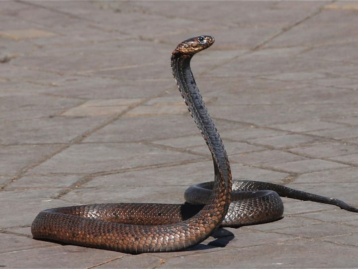 Elvish Yadav Snake Venom Case: एल्विश यादव पर आरोप है कि उन्होंने सांपों की तस्करी की, जिनका इस्तेमाल पार्टियों में नशीले पदार्थों के लिए किया गया था.