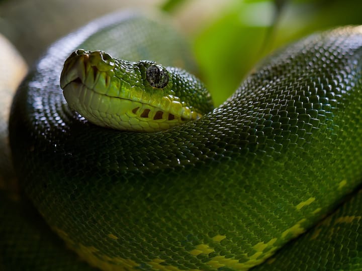 most expensive snake in the world know whether it is also used in snake bite ये है दुनिया का सबसे महंगा सांप, जानिए क्या स्नेक बाइट में इसका भी होता है इस्तेमाल?