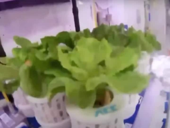 China astronauts grow vegetables in orbit America is also growing crops in space Farming In Space: चौंकिए मत! स्पेस में चीन उगा रहा प्याज और टमाटर, अमेरिका भी पीछे नहीं