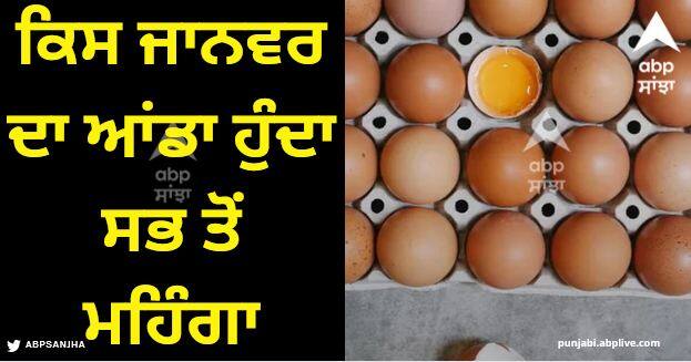 most expensive animal egg surprise to know about their price Most Expensive Egg: ਕਿਸ ਜਾਨਵਰ ਦਾ ਆਂਡਾ ਹੁੰਦਾ ਸਭ ਤੋਂ ਮਹਿੰਗਾ, ਇਸਦੀ ਕੀਮਤ ਜਾਣ ਕੇ ਹੋ ਜਾਵੋਗੇ ਹੈਰਾਨ