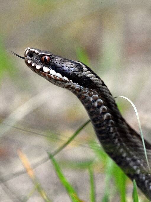 स्नेक बाइट क्या होती है, कितनी कीमत में मिलती है, जानें