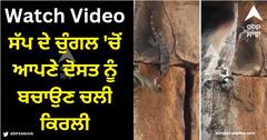 Viral Video: ਸੱਪ ਦੇ ਚੁੰਗਲ 'ਚੋਂ ਆਪਣੇ ਦੋਸਤ ਨੂੰ ਬਚਾਉਣ ਚਲੀ ਕਿਰਲੀ, ਸ਼ਿਕਾਰੀ ਦਾ ਹੀ ਕਰ ਦਿੱਤਾ ਸ਼ਿਕਾਰ, ਵੀਡੀਓ ਦੇਖ ਕੇ ਉੱਡ ਜਾਣਗੇ ਹੋਸ਼!