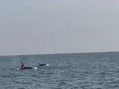 Sindhudurg News : तळकोकणच्या किनाऱ्यालगत 'किलर व्हेल' प्राण्याचे दर्शन, मच्छिमार आणि पर्यटकांमध्ये कुतूहल