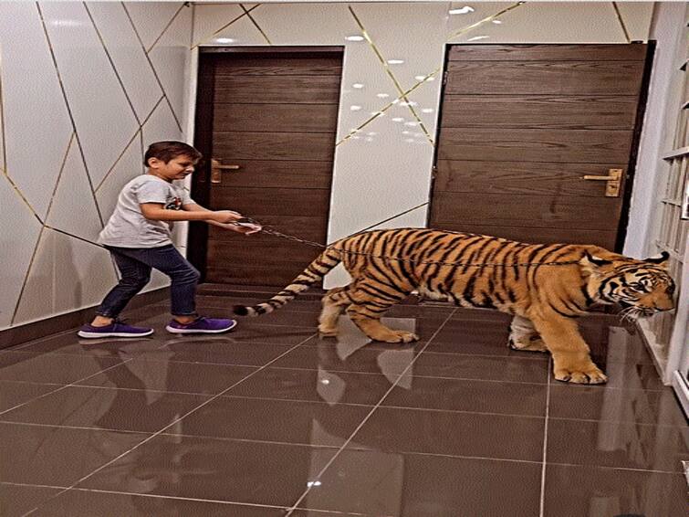 Video Of Boy Walking A Chained Tiger Inside A House Sparks Outrage. WATCH Video Of Boy Walking A Chained Tiger Inside A House Sparks Outrage. WATCH