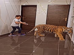 Video Of Boy Walking A Chained Tiger Inside A House Sparks Outrage. WATCH