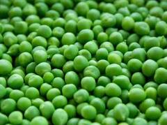 ਸਰਦੀਆਂ 'ਚ ਬਜ਼ਾਰ ਤੋਂ ਮਟਰ ਖ਼ਰੀਦਣ ਦੀ ਨਹੀਂ ਪਵੇਗੀ ਲੋੜ , ਇੰਝ ਘਰ 'ਚ ਹੀ ਉਗਾਓ