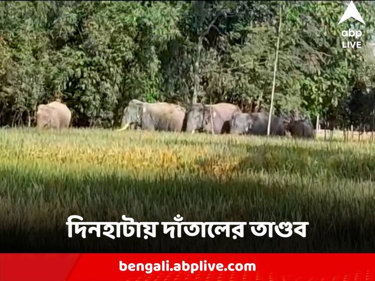Cooch Behar Elephant Scare at Dinhata as one villager injured in attack Coochbehar News : দিনহাটায় দাঁতালের তাণ্ডব, জখম এক গ্রামবাসী, এলাকায় আতঙ্ক