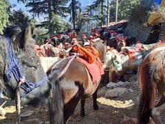 कुफरी में घुड़सवारी पर NGT की लगाम, 217 घोड़े चलने के नोटिस पर कारोबारियों में हड़कंप