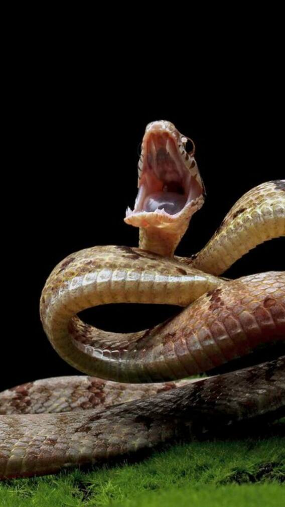 ਕੀ ਸੱਪ ਦੇ ਜ਼ਹਿਰ ਨਾਲ ਬਚਾਈ ਜਾ ਸਕਦੀ ਹੈ ਮਨੁੱਖਾਂ ਦੀ ਜਾਨ?