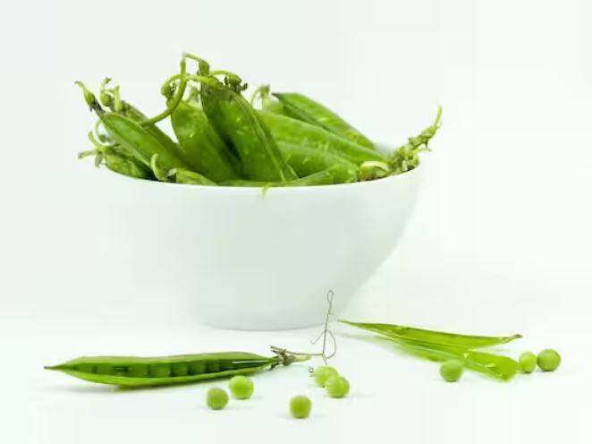 ਸਰਦੀਆਂ ਵਿੱਚ ਹਰੀਆਂ ਸਬਜ਼ੀਆਂ ਦਾ ਸੁਆਦ ਵੱਖਰਾ ਹੁੰਦਾ ਹੈ। ਇਹੀ ਕਾਰਨ ਹੈ ਕਿ ਸਰਦੀਆਂ ਵਿੱਚ ਹਰੇ ਮਟਰਾਂ ਦੀ ਮੰਗ ਵੀ ਵਧ ਜਾਂਦੀ ਹੈ। ਹਰ ਘਰ ਵਿੱਚ ਪੁਲਾਓ, ਪਰਾਠਾ, ਆਲੂ-ਪਨੀਰ ਦੀ ਕਰੀ ਅਤੇ ਚਟਨੀ ਵਿੱਚ ਹਰੇ ਮਟਰ ਦੀ ਵਰਤੋਂ ਕੀਤੀ ਜਾਂਦੀ ਹੈ। ਵਿਟਾਮਿਨ ਏ, ਸੀ, ਕੇ ਅਤੇ ਆਇਰਨ ਦੀ ਮੌਜੂਦਗੀ ਕਾਰਨ ਮਟਰ ਸਿਹਤ ਲਈ ਵੀ ਬਹੁਤ ਫਾਇਦੇਮੰਦ ਹੁੰਦੇ ਹਨ। ਇਸ ਨੂੰ ਬਾਜ਼ਾਰ 'ਚ ਖਰੀਦਣਾ ਬਹੁਤ ਆਸਾਨ ਹੈ, ਪਰ ਜੇਕਰ ਤੁਸੀਂ ਬਿਲਕੁਲ ਠੰਡੇ ਹਰੇ ਤਾਜ਼ੇ ਮਟਰ ਮੁਫਤ 'ਚ ਖਾਣਾ ਚਾਹੁੰਦੇ ਹੋ ਤਾਂ ਇਨ੍ਹਾਂ ਨੂੰ ਘਰ 'ਚ ਹੀ ਬਰਤਨ 'ਚ ਉਗਾਓ, ਜਿਵੇਂ ਕਿ ਇੱਥੇ ਦਿਖਾਇਆ ਗਿਆ ਹੈ।