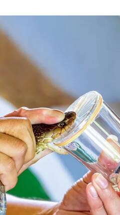 Snake Bite Antivenom : সাপের বিষের প্রতিষেধক, কীভাবে তৈরি হয় অ্যান্টিভেনাম ?