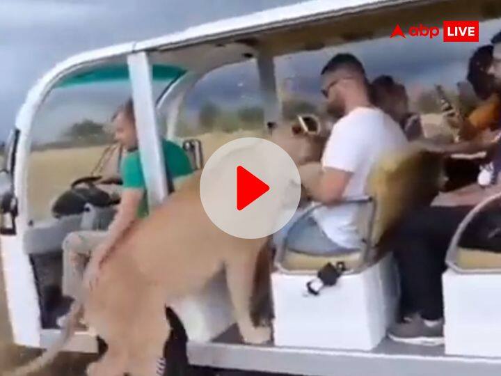 People Encountered Lioness During Jungle Safari Watch Viral Video जंगल सफारी के दौरान लोगों का हुआ खूंखार शेरनी से सामना, मौका पाते ही बोला धावा, देखें रोंगटे खड़े करने वाला VIDEO