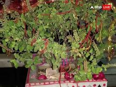 Tulsi Rules: નિયમિત કરો તુલસી પૂજન, પરંતુ આ દિવસોમાં તુલસીને ન ચઢાવો જળ, નહીંતર.....